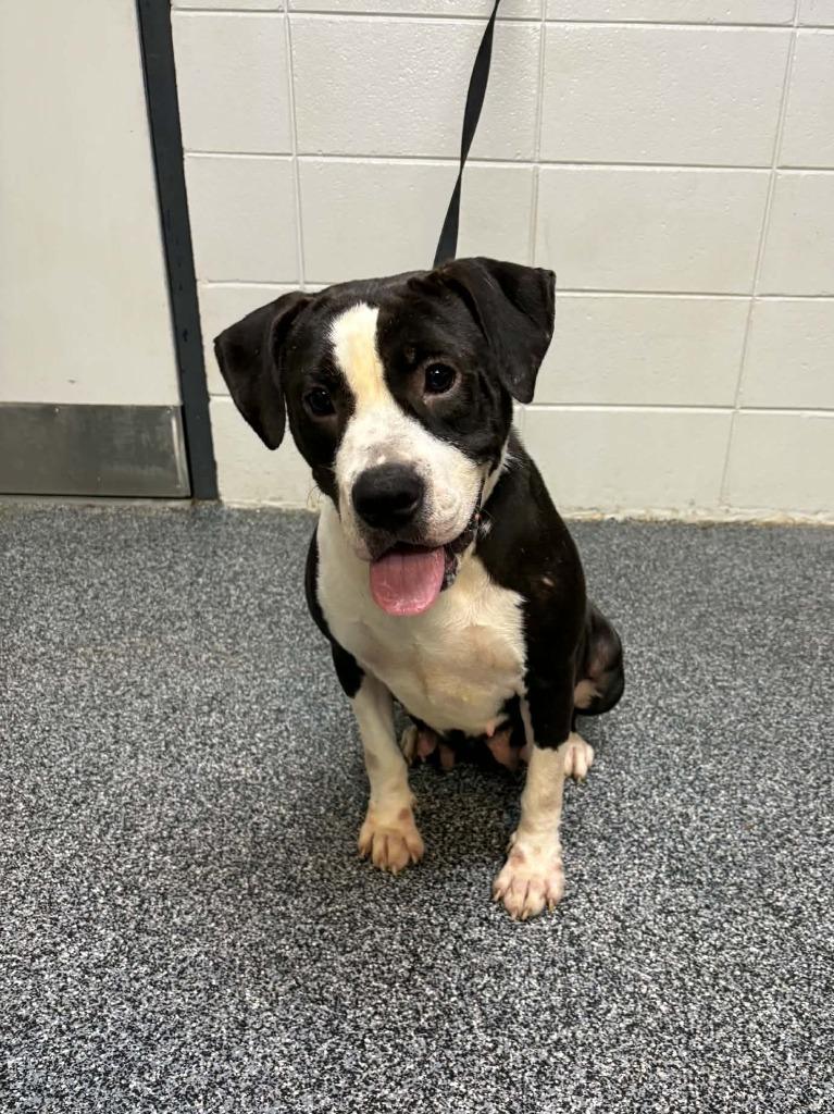 Enlarge Tabitha, a Adoptable mixed breed in Baltimore, MD image 3/6