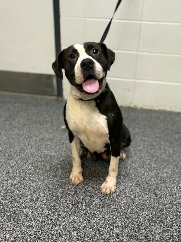 Enlarge Tabitha, a Adoptable mixed breed in Baltimore, MD image 5/6