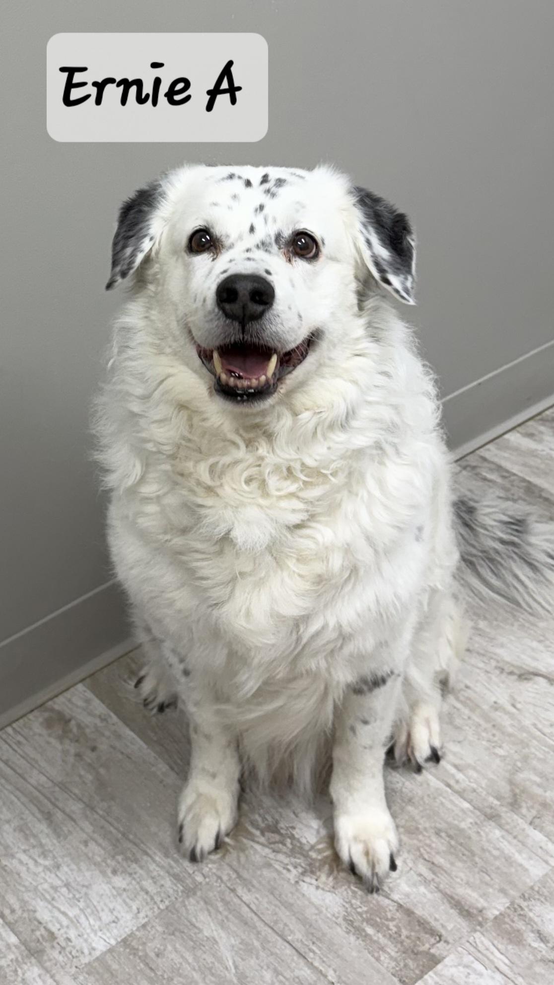 Ernie A, ADOPTABLE, Adult Male Australian Shepherd.