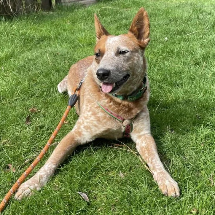 Enlarge Annabelle (Multnomah County, OR), a ADOPTABLE mixed breed in Portland, OR image 3/6