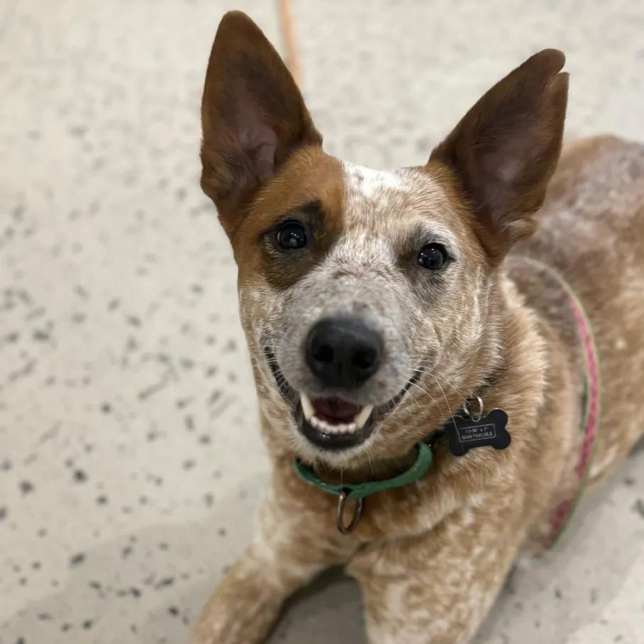 Annabelle (Multnomah County, OR), ADOPTABLE, Young Female Australian Cattle Dog / Blue Heeler & Cattle Dog.