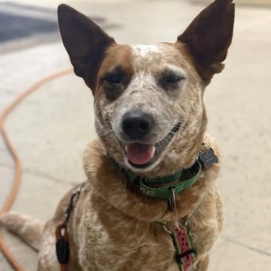 Enlarge Annabelle (Multnomah County, OR), a ADOPTABLE mixed breed in Portland, OR image 2/6