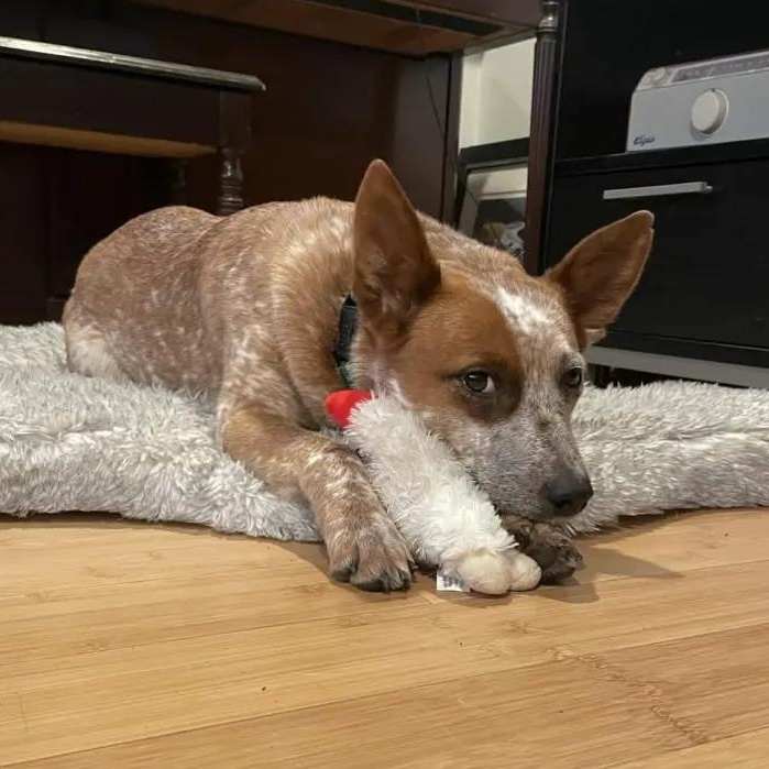 Enlarge Annabelle (Multnomah County, OR), a ADOPTABLE mixed breed in Portland, OR image 4/6