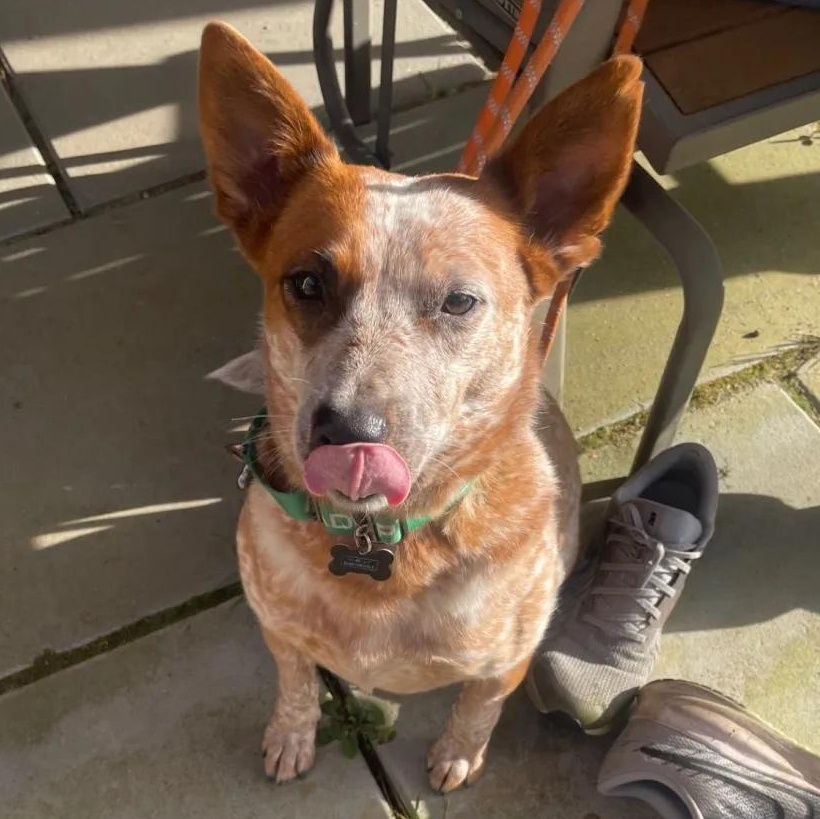 Enlarge Annabelle (Multnomah County, OR), a ADOPTABLE mixed breed in Portland, OR image 5/6