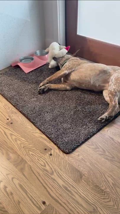 Enlarge Annabelle (Multnomah County, OR), a ADOPTABLE mixed breed in Portland, OR video 6/6