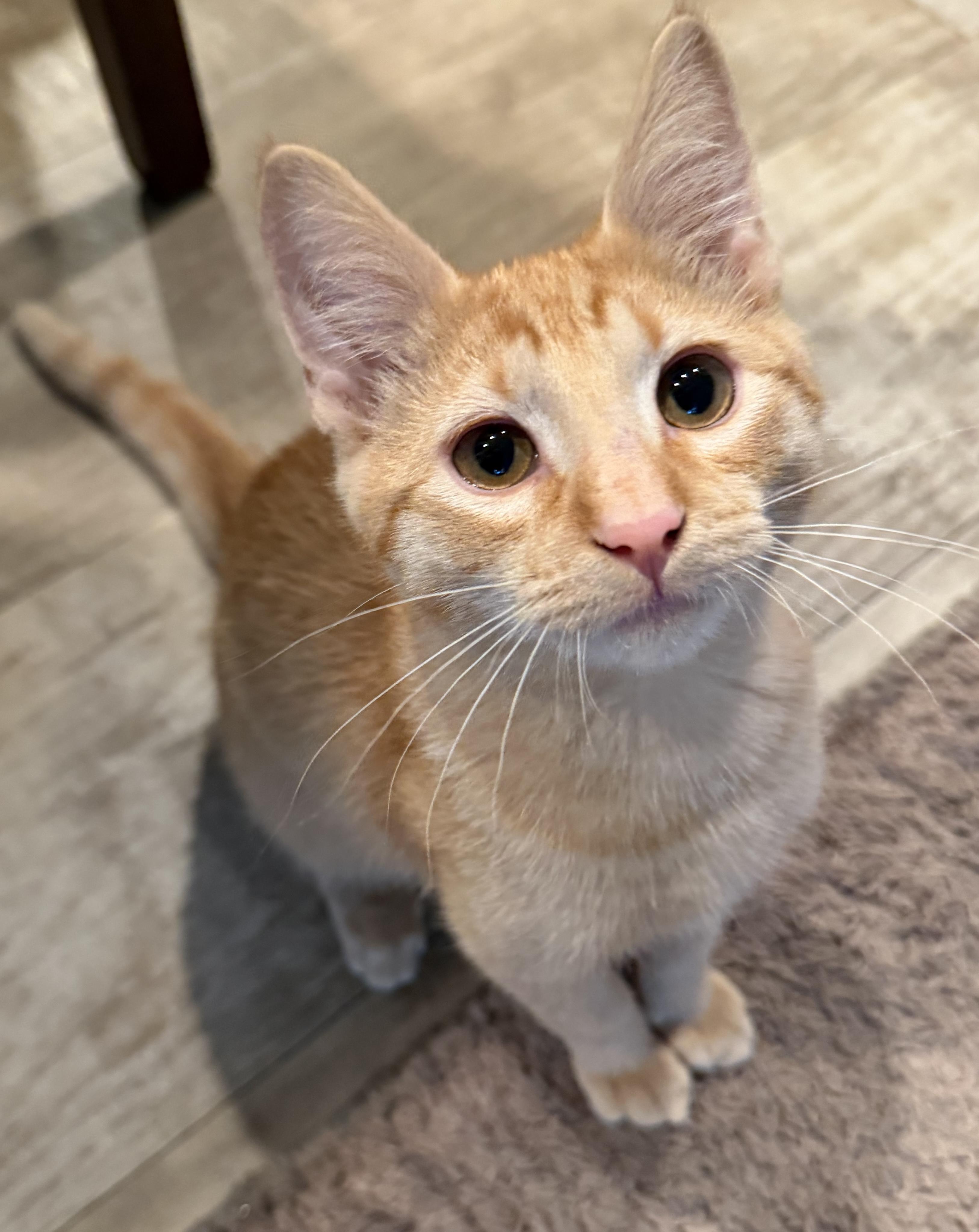 Hop Pop, adopted, Kitten Male Domestic Short Hair.