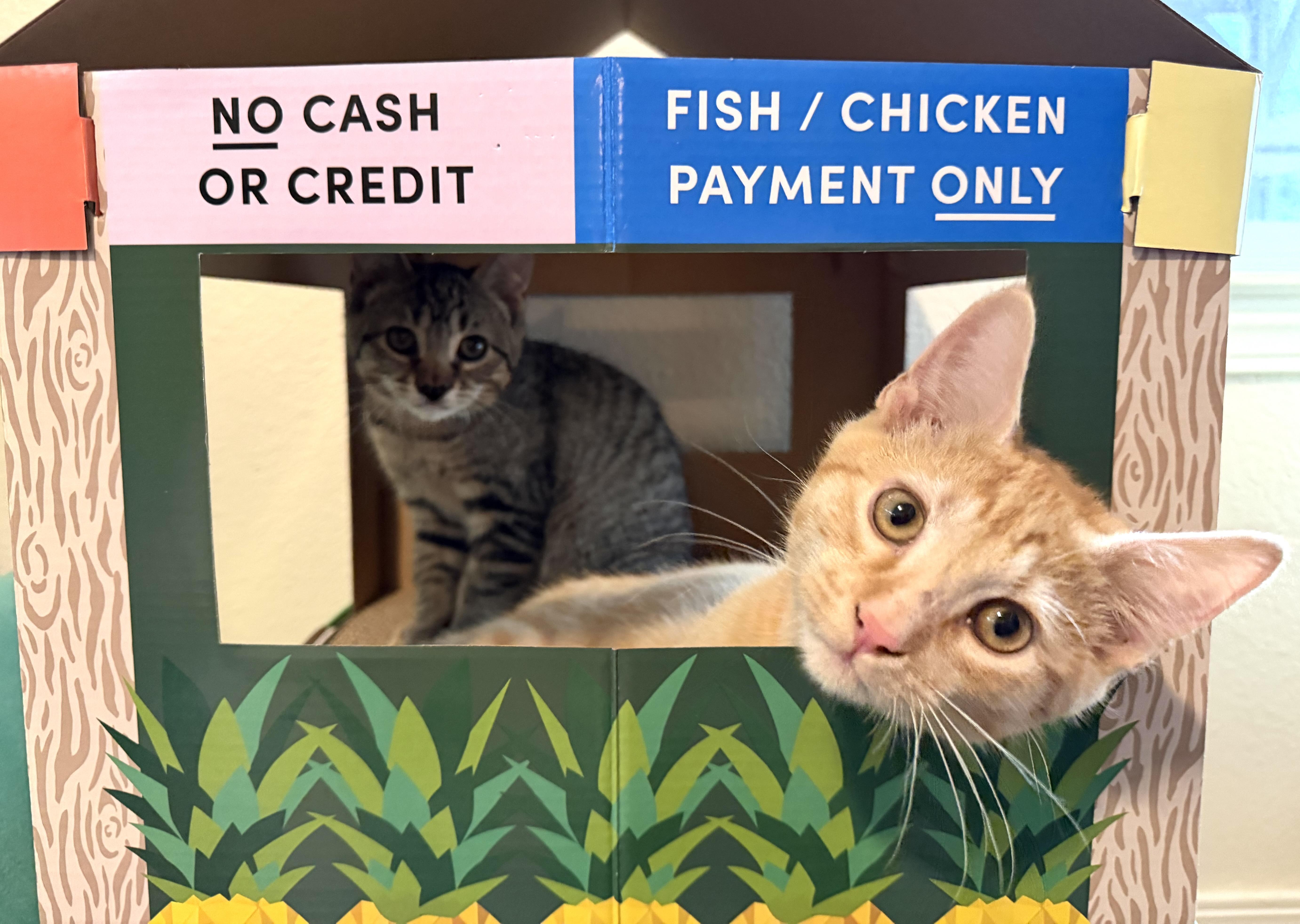 Hop Pop, an adopted Domestic Short Hair in Redmond, WA image 2/2