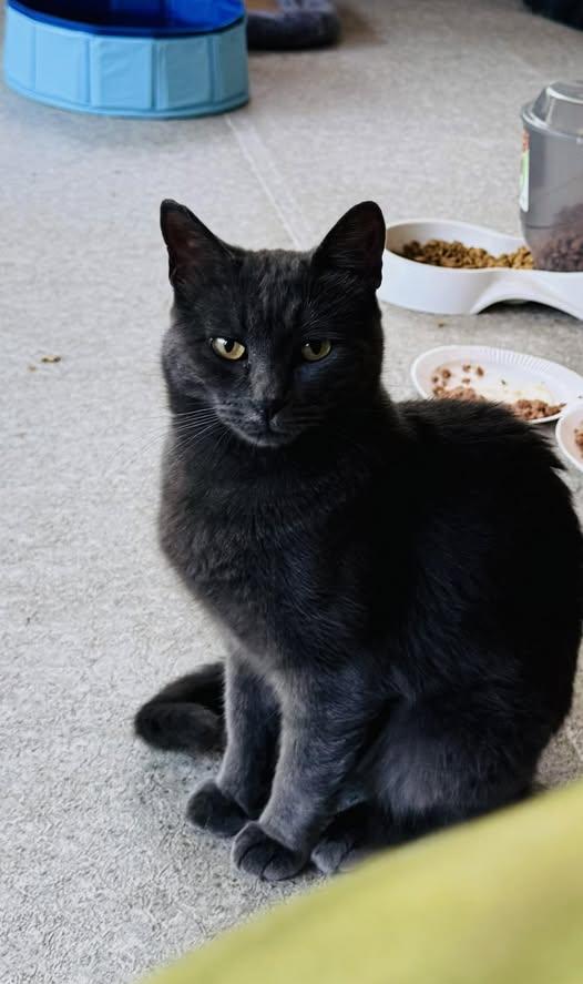 Katniss, Adult Female unknown