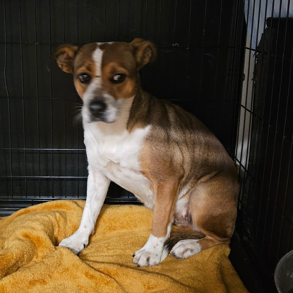 Mila, Adoptable, Adult Female Beagle & Cattle Dog.