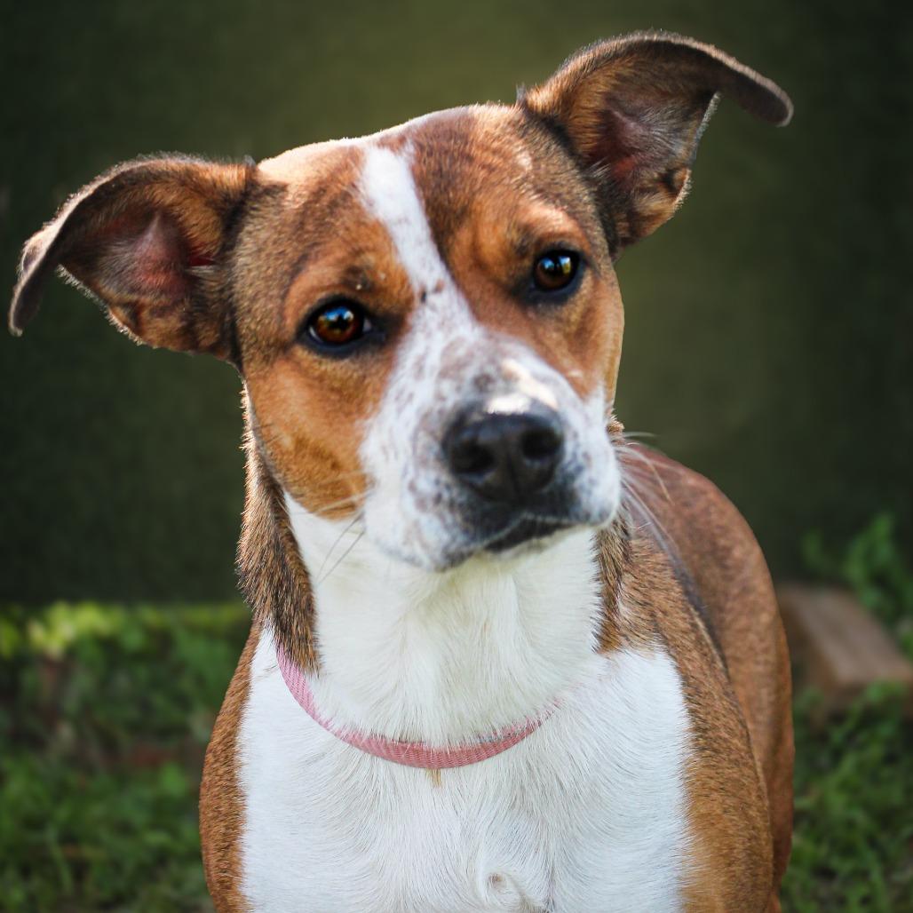 Mila, a Adoptable mixed breed in Lake Jackson, TX image 2/2