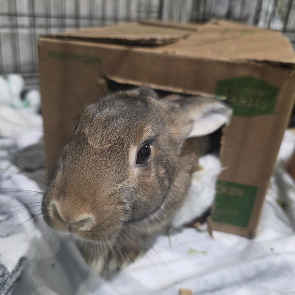 Calla Lily, a Adoptable American in Mondovi, WI image 3/6