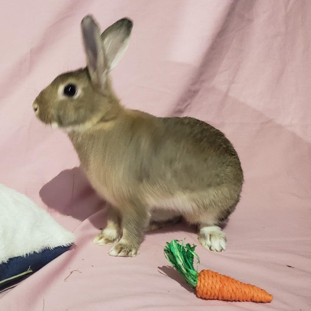 Calla Lily, a Adoptable American in Mondovi, WI image 4/6