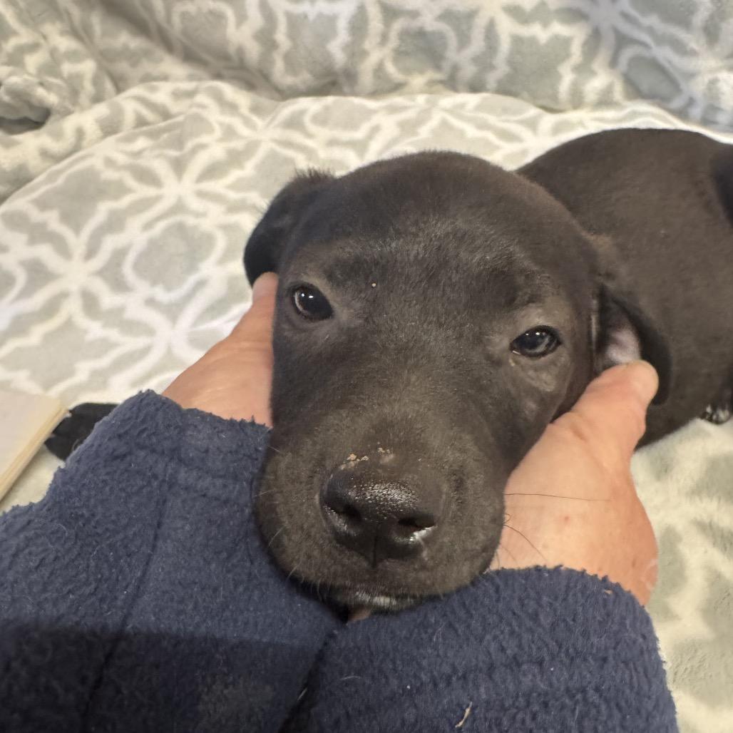 Enlarge Mozart, a ADOPTABLE mixed breed in Anderson, TX image 1/1