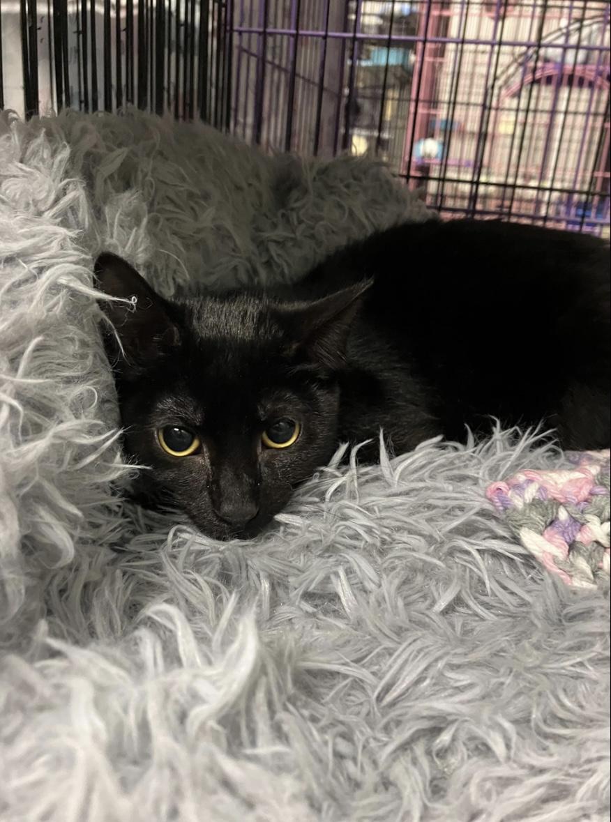 Electra, Adoptable, Kitten Female Domestic Short Hair.