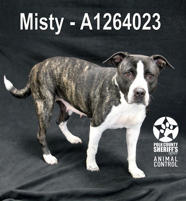 MISTY, Adoptable, Adult Female American Bulldog.