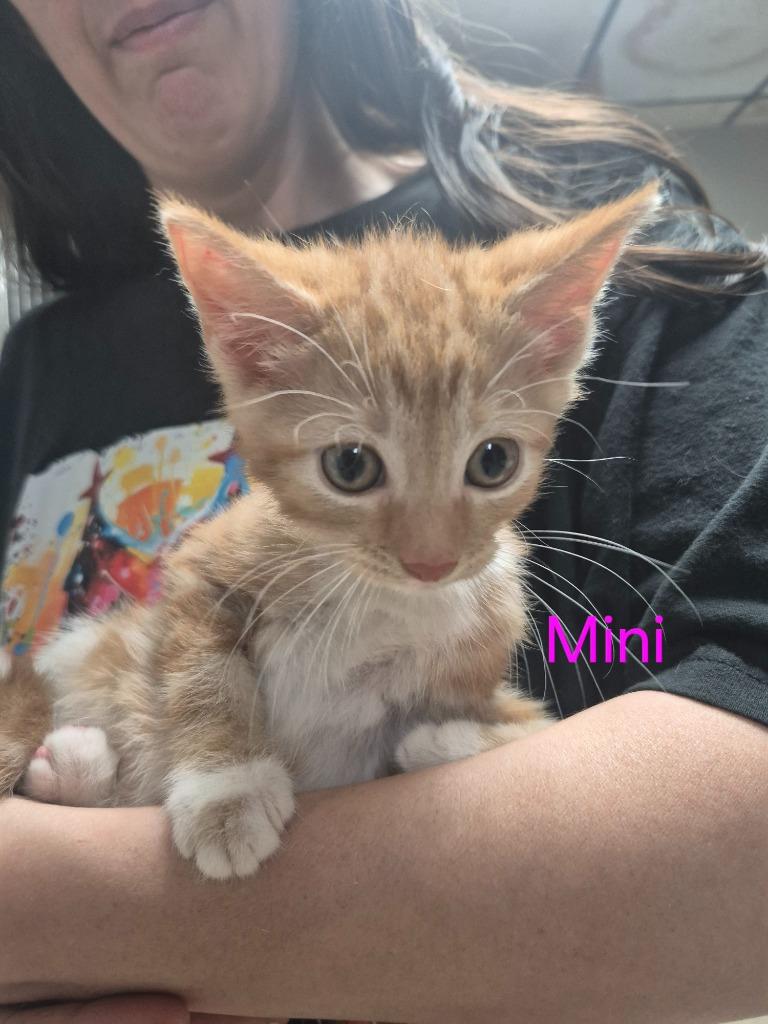 Enlarge Mini, a Adoptable mixed breed in Cincinnati, OH image 1/1