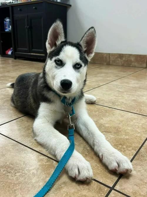 Enlarge Champ, a ADOPTABLE Siberian Husky in Winter Springs, FL image 6/6
