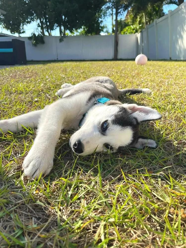 Enlarge Champ, a ADOPTABLE Siberian Husky in Winter Springs, FL image 3/6