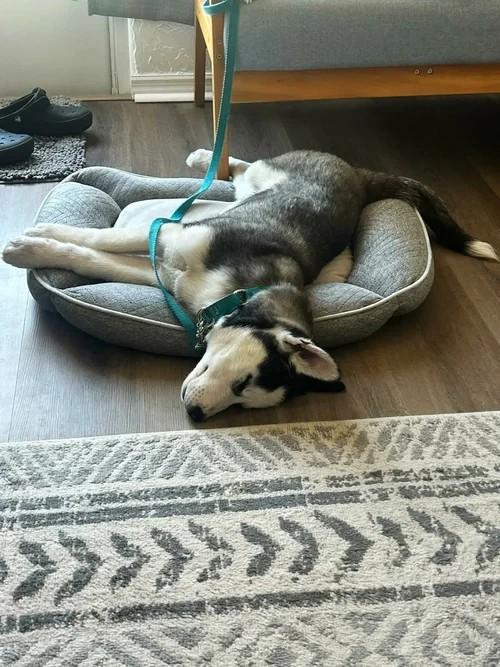 Champ, ADOPTABLE, Puppy Male Siberian Husky.