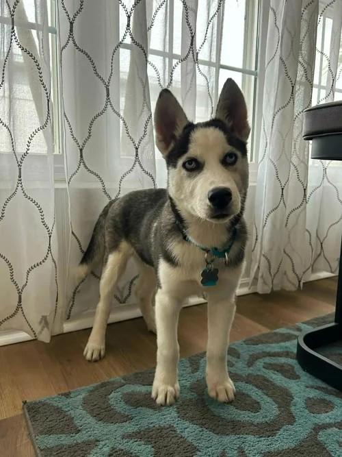 Enlarge Champ, a ADOPTABLE Siberian Husky in Winter Springs, FL image 4/6