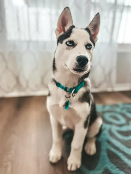 Enlarge Champ, a ADOPTABLE Siberian Husky in Winter Springs, FL image 2/6