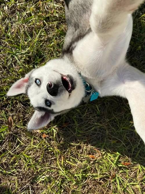 Enlarge Champ, a ADOPTABLE Siberian Husky in Winter Springs, FL image 5/6