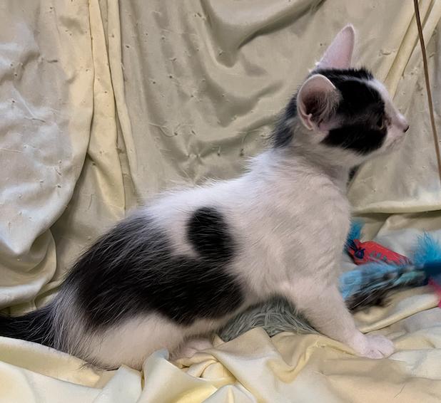 Enlarge Twiggy, an adopted Domestic Long Hair in Connelly Springs, NC image 1/5