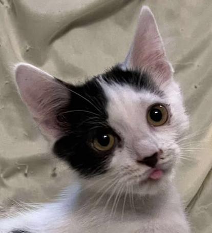 Enlarge Twiggy, an adopted Domestic Long Hair in Connelly Springs, NC image 3/5