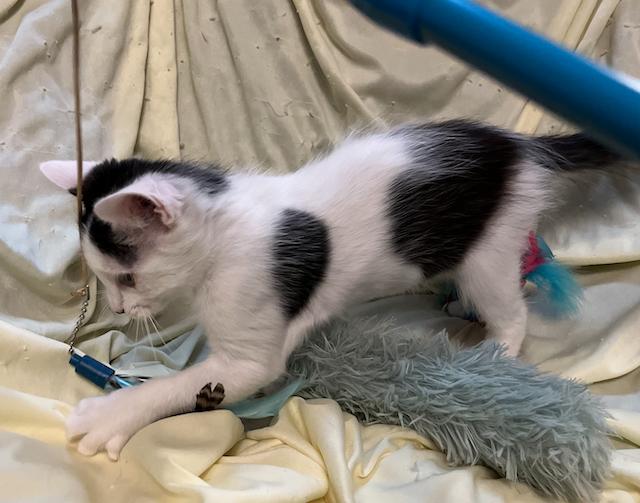 Enlarge Twiggy, an adopted Domestic Long Hair in Connelly Springs, NC image 4/5