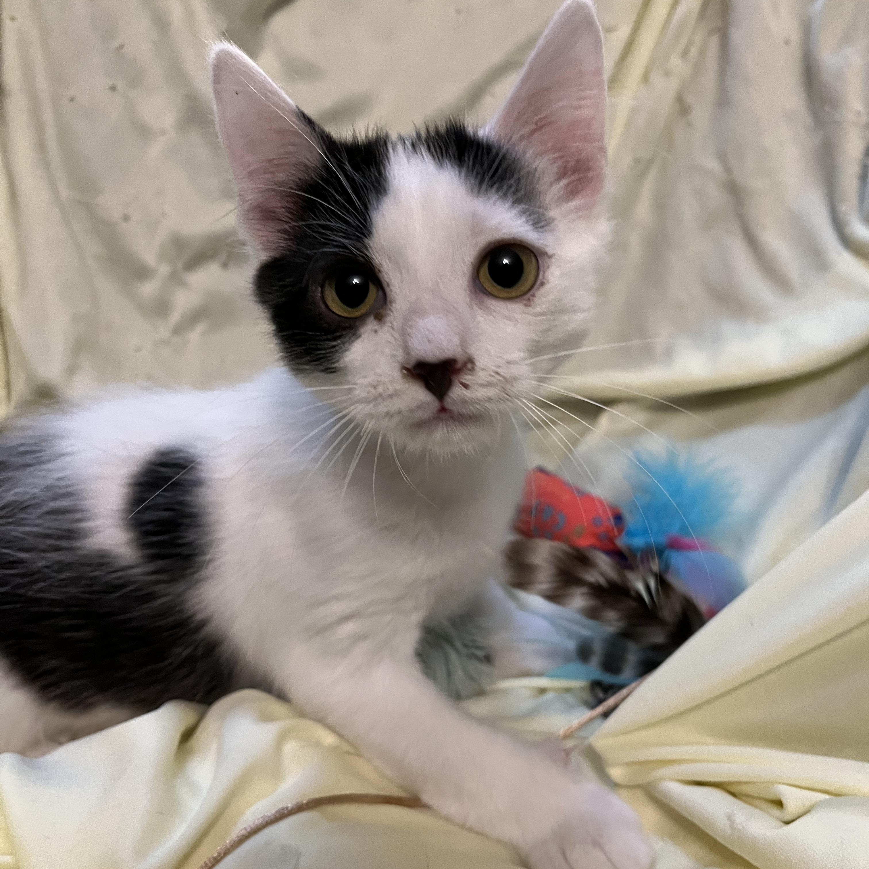 Enlarge Twiggy, an adopted Domestic Long Hair in Connelly Springs, NC image 5/5