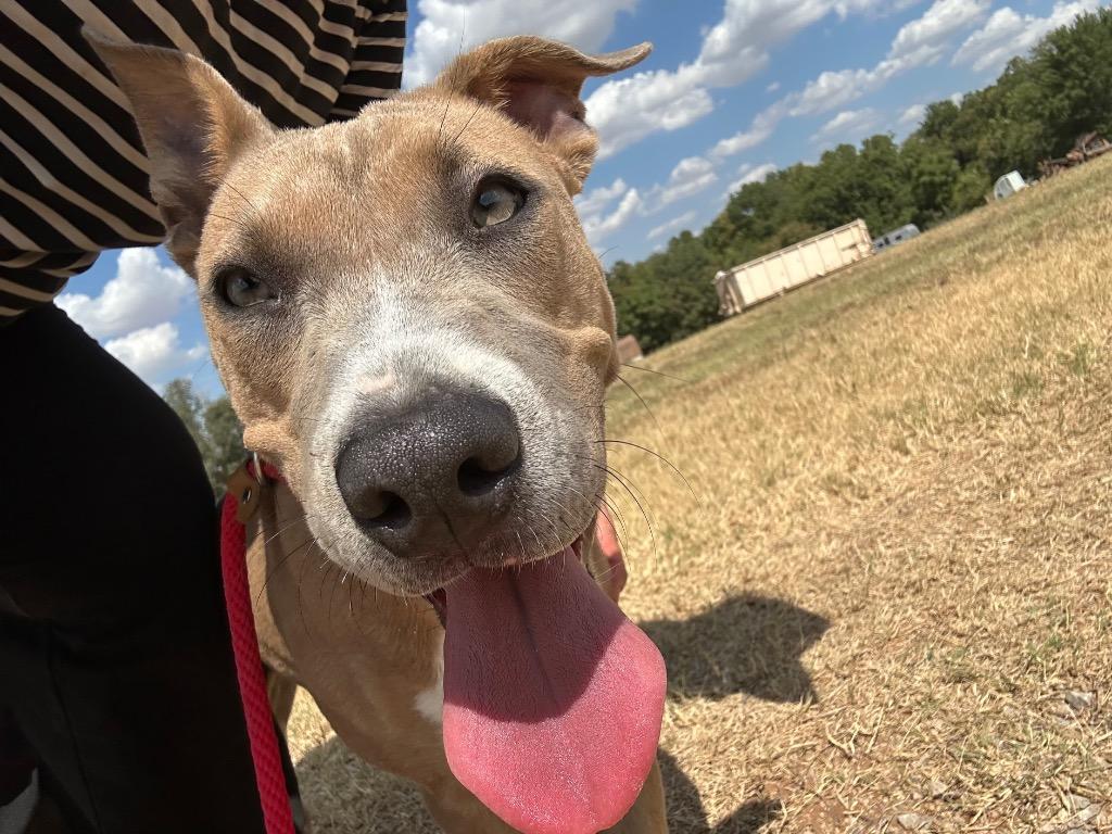 Nina, Adoptable, Puppy Female American Staffordshire Terrier.