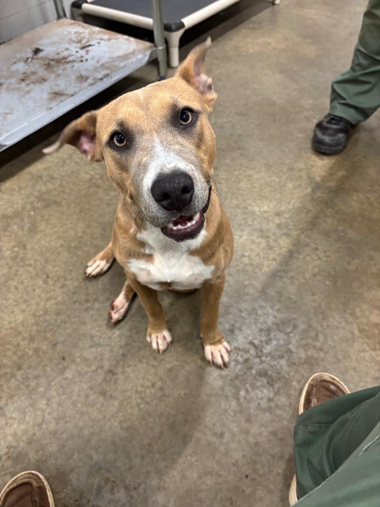 Enlarge Nina, a Adoptable American Staffordshire Terrier in Newcastle, OK image 2/4