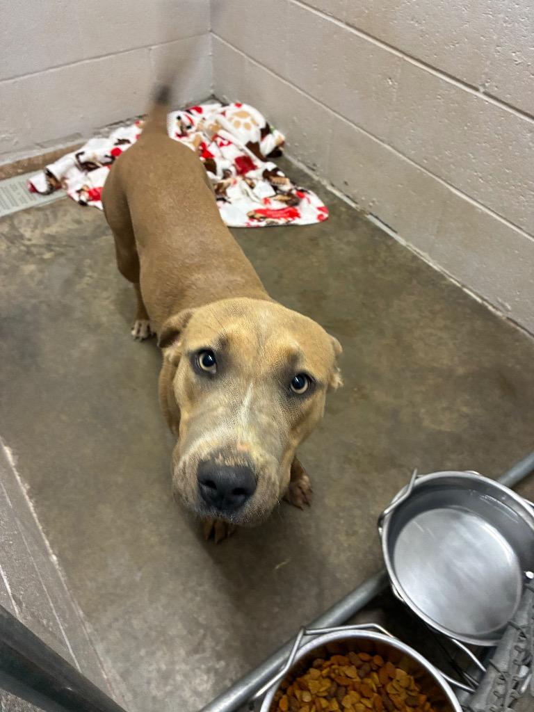 Enlarge Nina, a Adoptable American Staffordshire Terrier in Newcastle, OK image 3/4