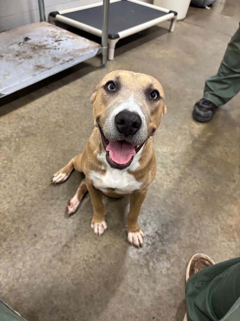 Enlarge Nina, a Adoptable American Staffordshire Terrier in Newcastle, OK image 4/4