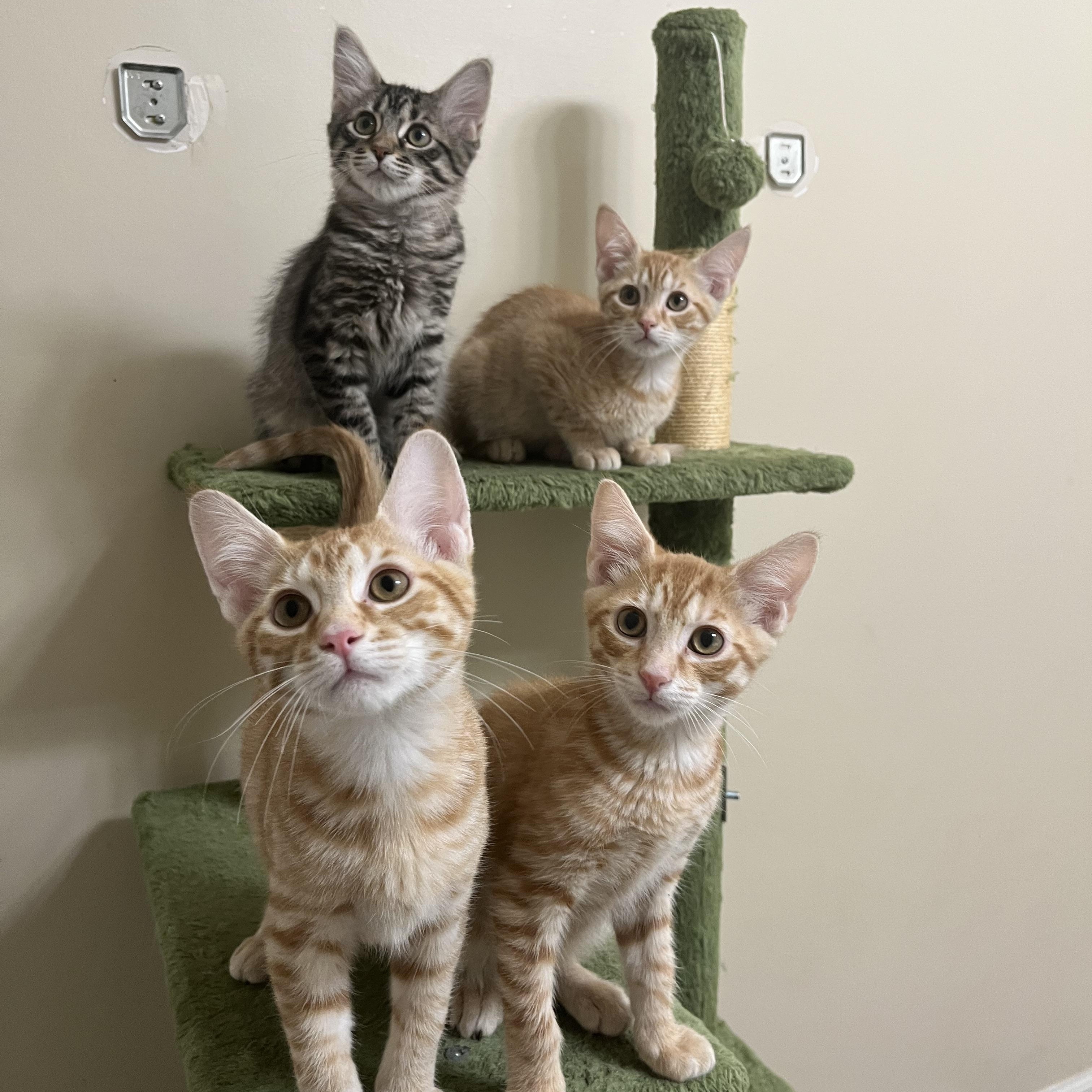 Norm Peterson, a Adoptable Domestic Short Hair in Duluth, GA image 2/2