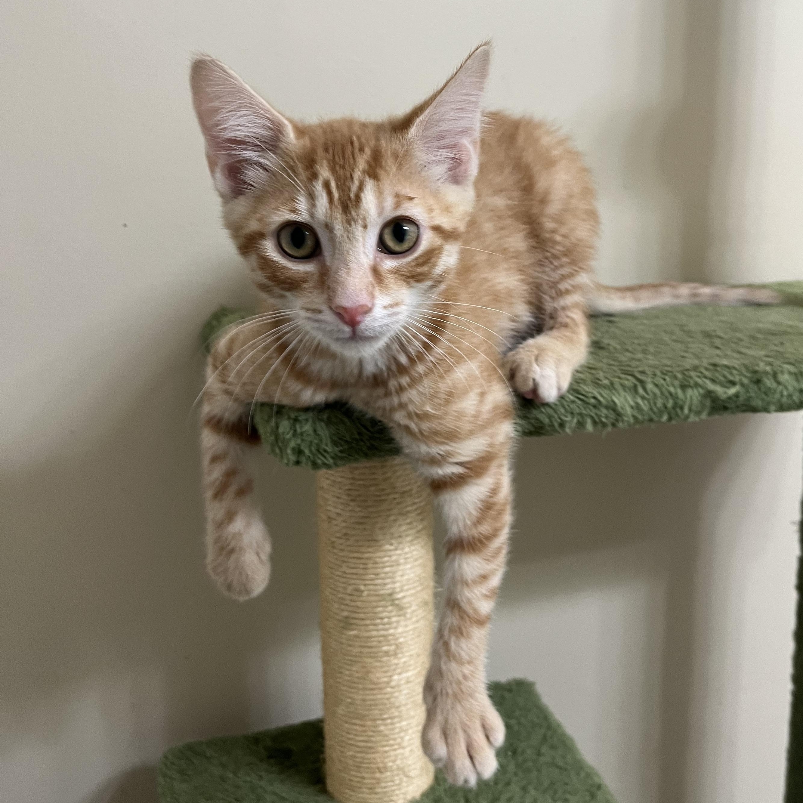 Norm Peterson, a Adoptable Domestic Short Hair in Duluth, GA image 1/2