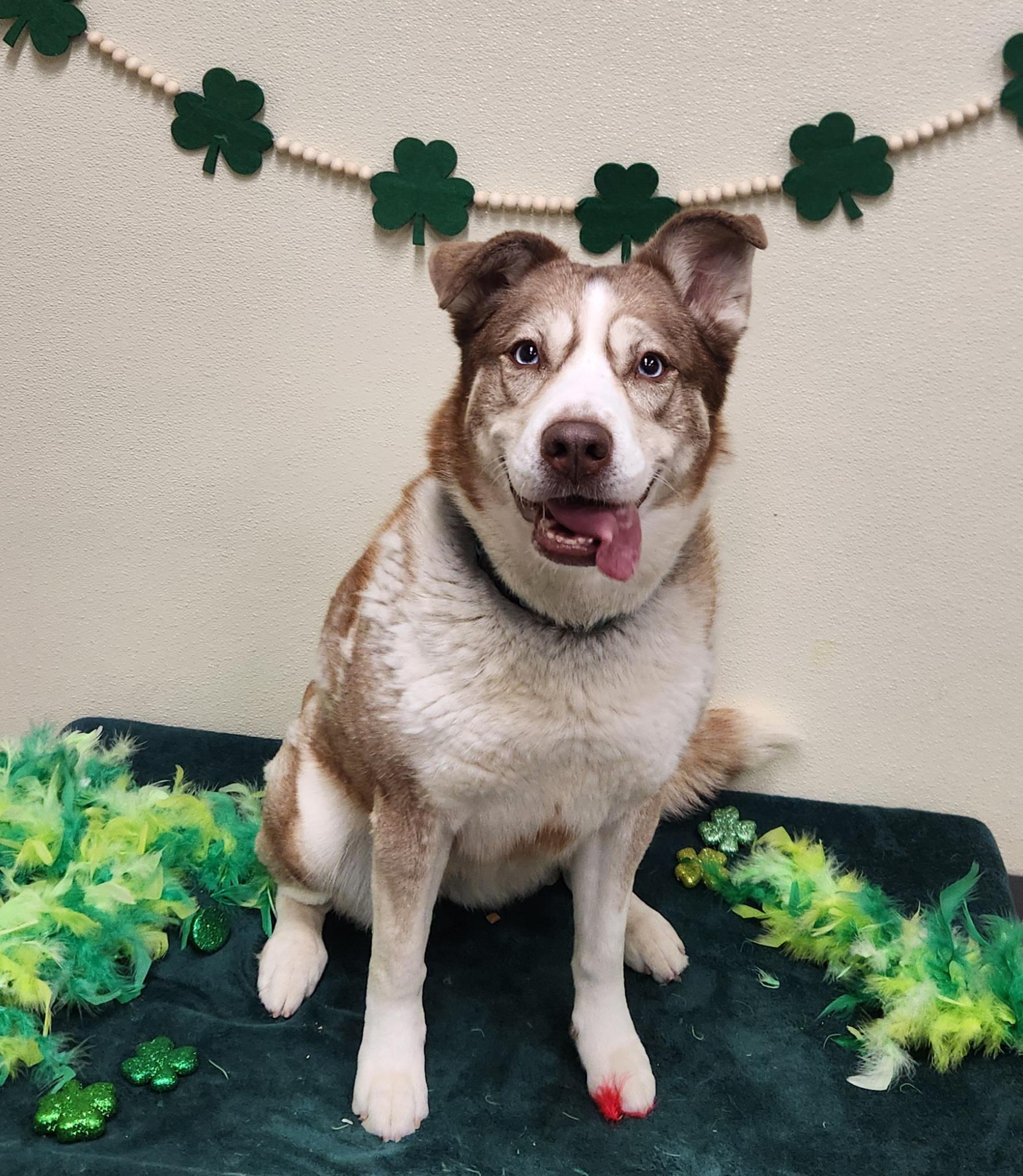 Enlarge Keira, a Adoptable mixed breed in Sewaren, NJ image 6/6