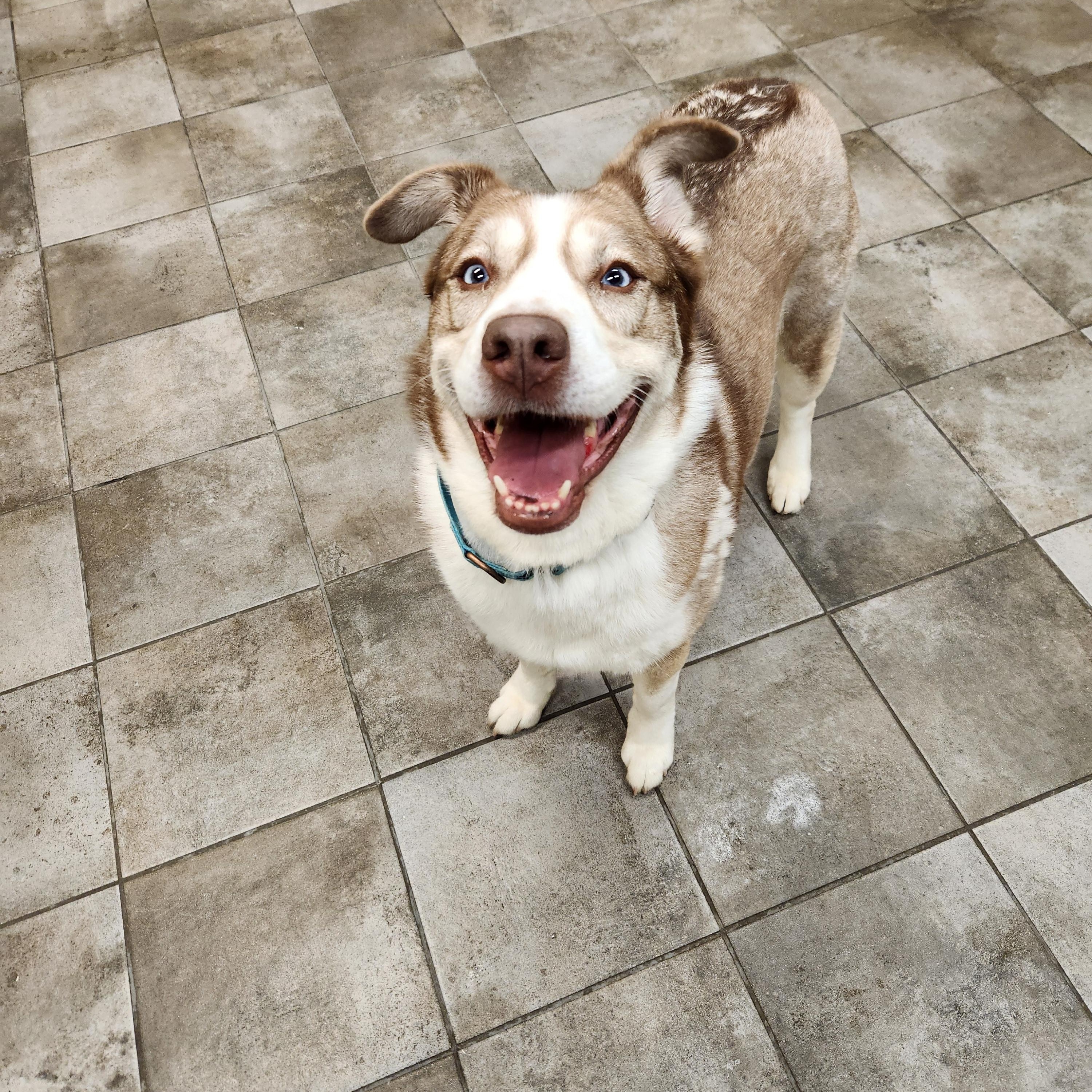 Enlarge Keira, a Adoptable mixed breed in Sewaren, NJ image 2/3