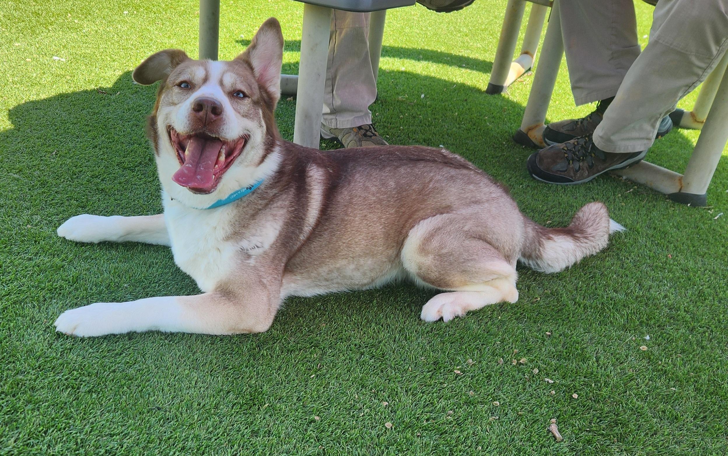 Enlarge Keira, a Adoptable mixed breed in Sewaren, NJ image 3/3