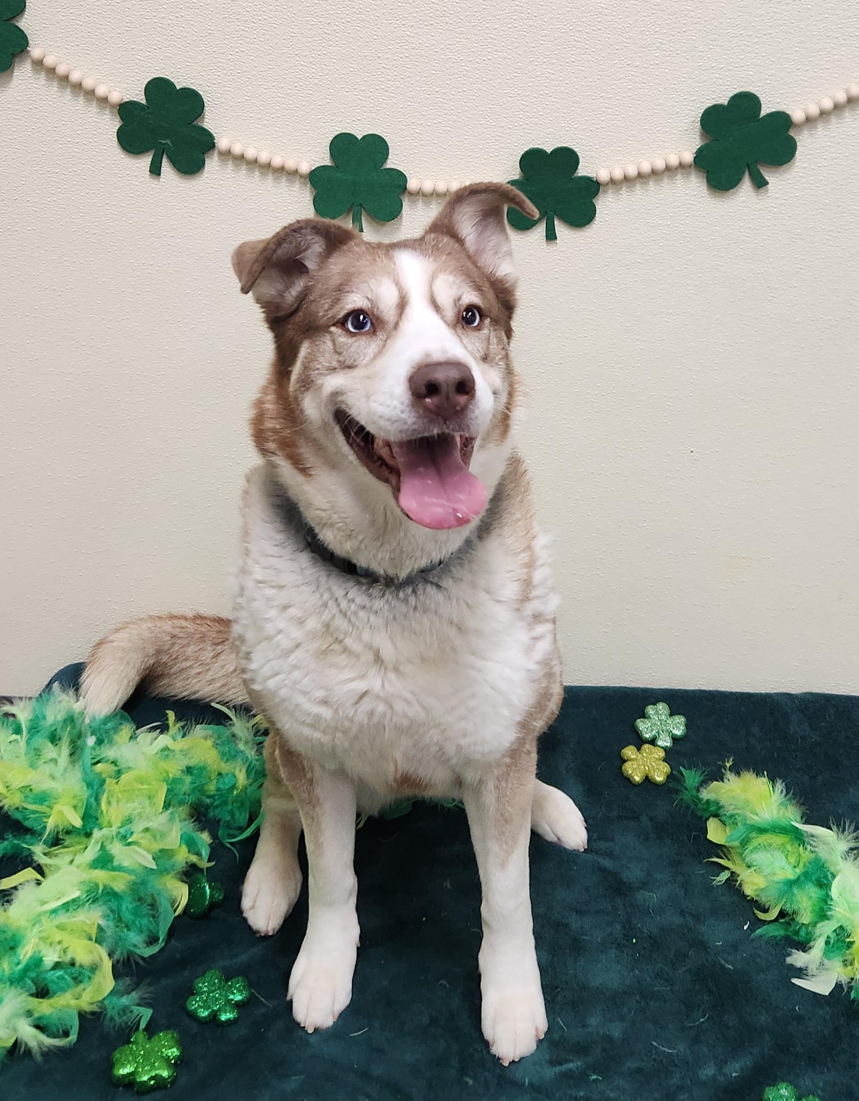 Enlarge Keira, a Adoptable mixed breed in Sewaren, NJ image 1/6