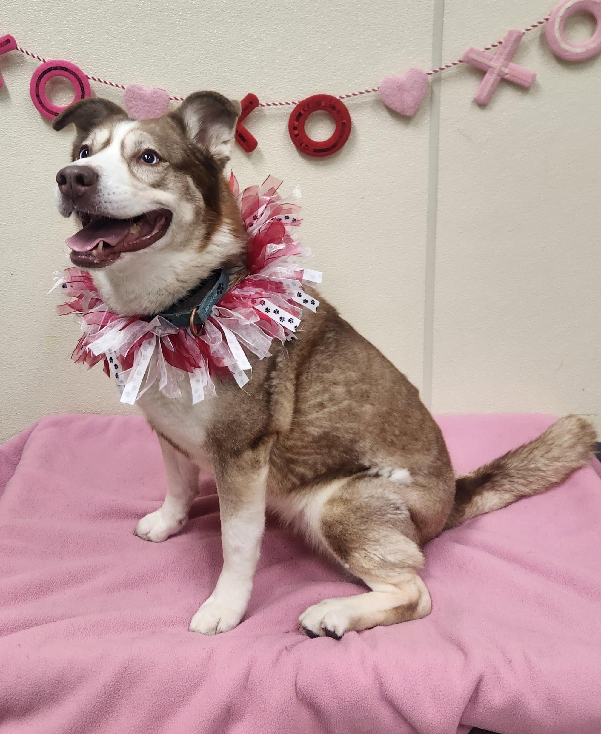 Enlarge Keira, a Adoptable mixed breed in Sewaren, NJ image 2/6