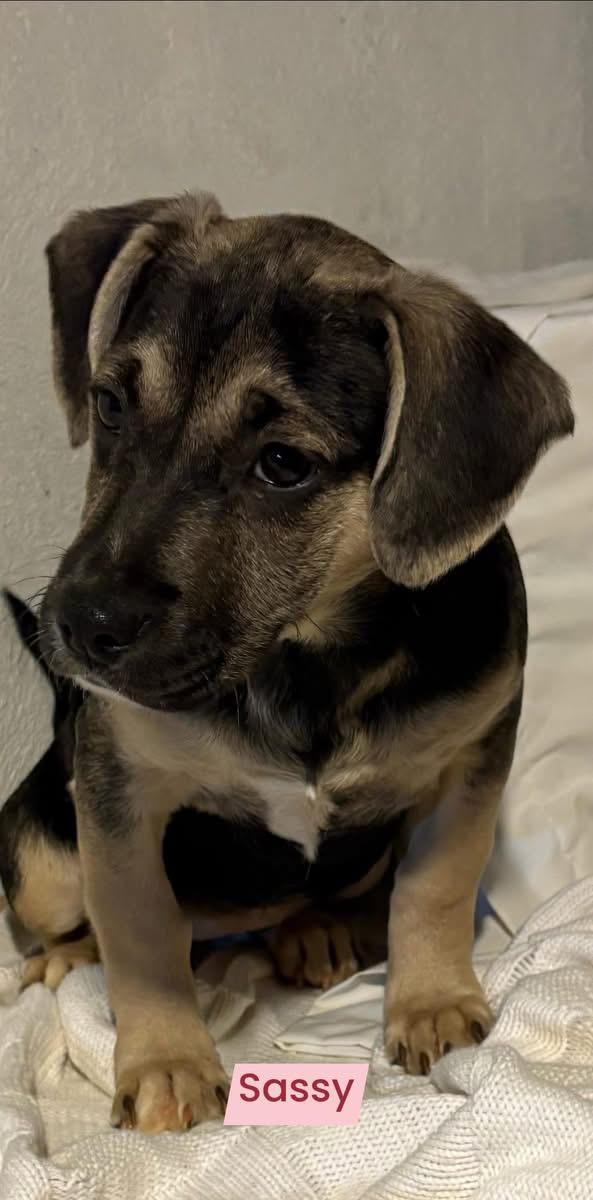 Enlarge Sassy, a ADOPTABLE mixed breed in GLEN MILLS, PA image 1/2