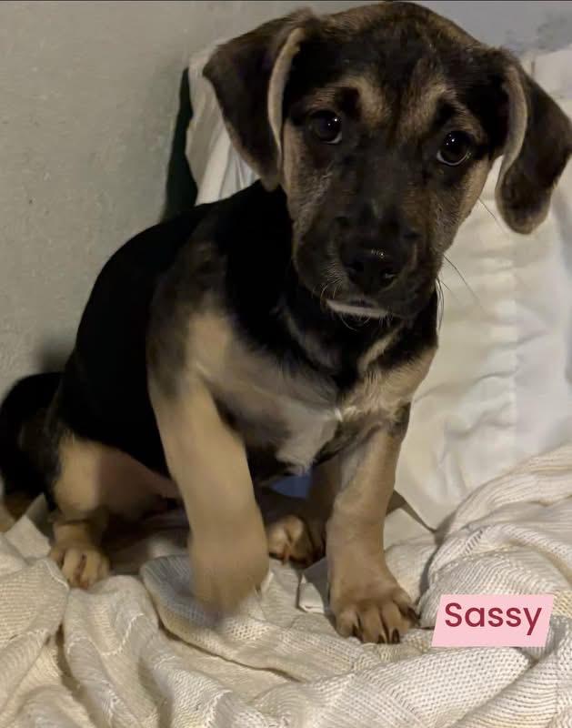 Enlarge Sassy, a ADOPTABLE mixed breed in GLEN MILLS, PA image 2/2