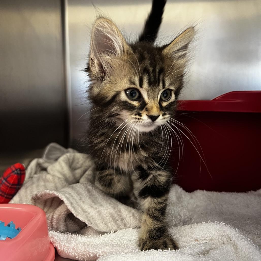 Edwin, Adoptable, Kitten Male Domestic Long Hair.