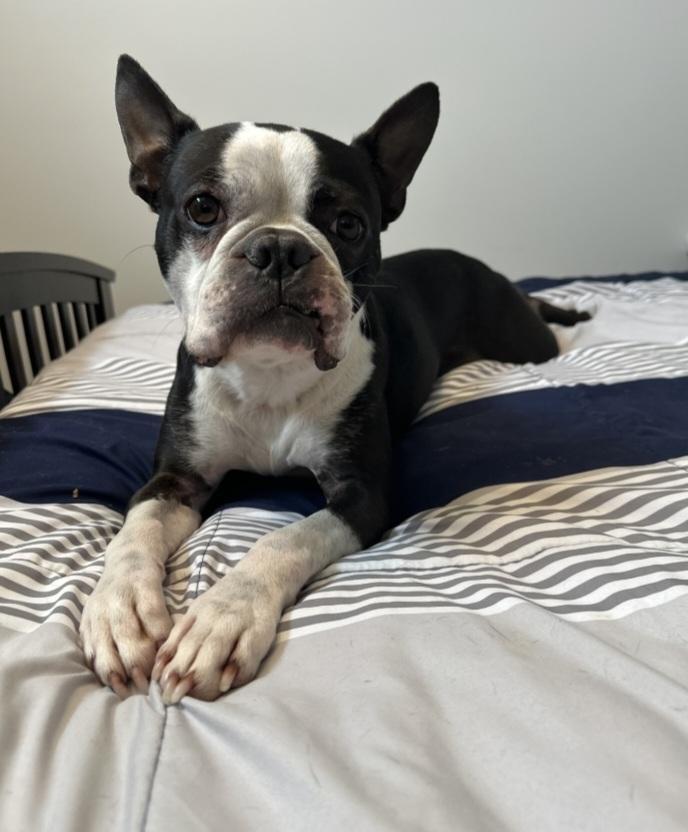 Chester in IA, ADOPTABLE, Adult Male Boston Terrier.