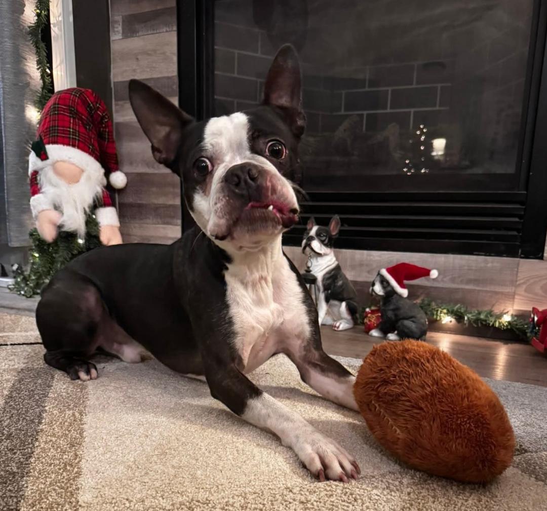 Chester in IA, a ADOPTABLE Boston Terrier in Des Moines, IA image 2/5
