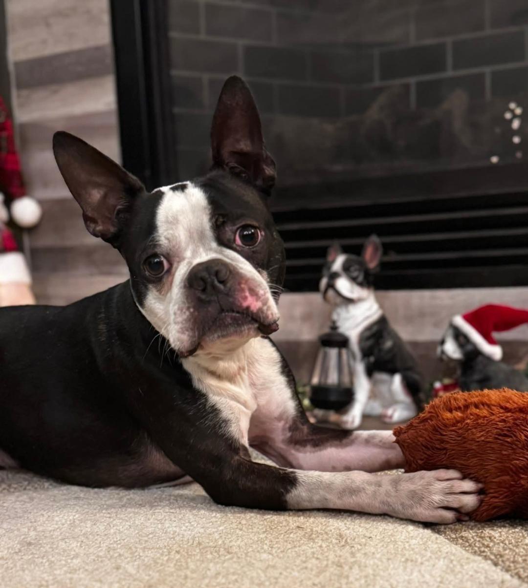 Chester in IA, a ADOPTABLE Boston Terrier in Des Moines, IA image 3/5