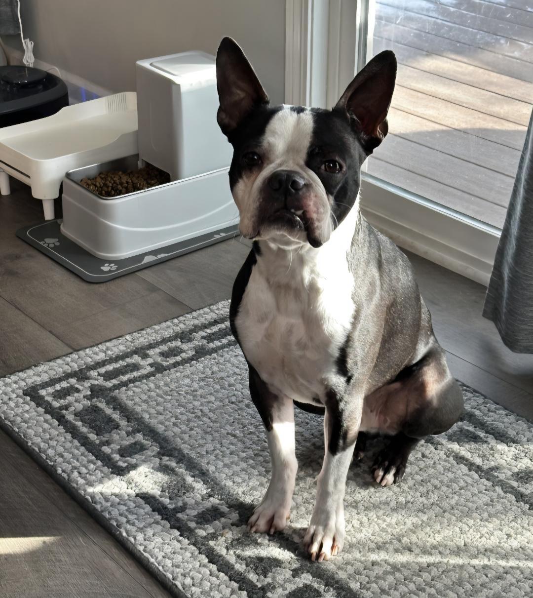 Chester in IA, ADOPTABLE, Adult Male Boston Terrier.
