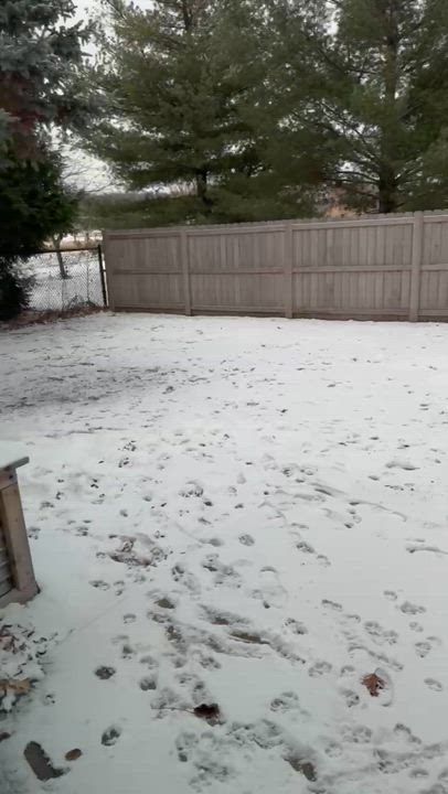 Enlarge Chester in IA, a ADOPTABLE Boston Terrier in Des Moines, IA video 5/5