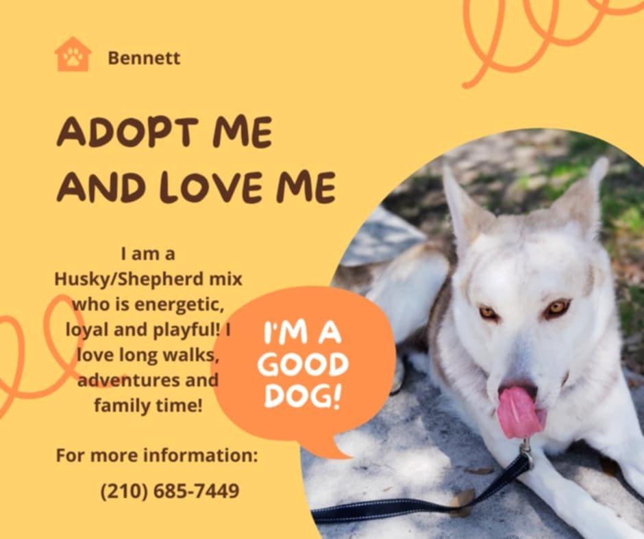 Enlarge Bennett, a Adoptable Husky image 1/6